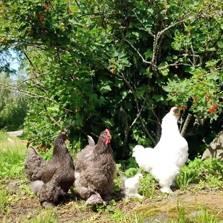 Majoitu Saaressa Nauvon Ulkosaaristossa *