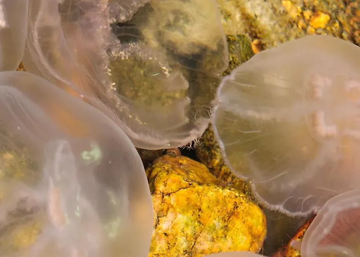 Ferienhaus Majoitu Saaressa Nauvon Ulkosaaristossa *